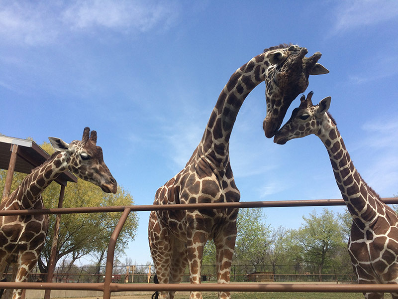 Giraffes at the Roosevelt Park Zoo