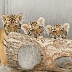 BABY TIGER CUBS