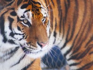 zoo image of tiger
