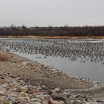 Geese Migration - Upper Souris NWR