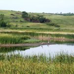 Wetlands - Upper Souris NWR
