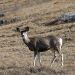 Deer - Des Lacs National Wildlife Refuge