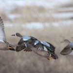 Geese Flying - Des Lacs National Wildlife Refuge