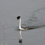 Bird in water - Des Lacs National Wildlife Refuge
