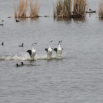 Birds in water - Des Lacs National Wildlife Refuge