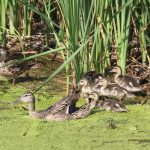 Ducks - Des Lacs National Wildlife Refuge