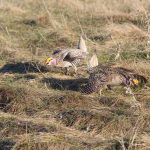 Sharp tail grouse dancing