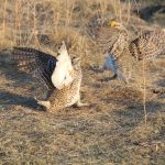 Sharp tail grouse dancing2