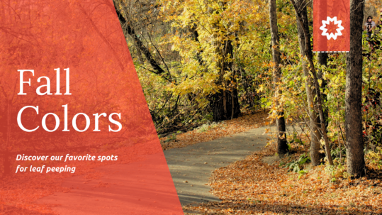 Blog Banner for Fall Colors