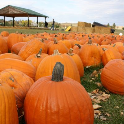 Berry Acres Pumpkin Patch