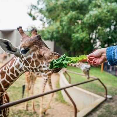 Roosevelt Park Zoo