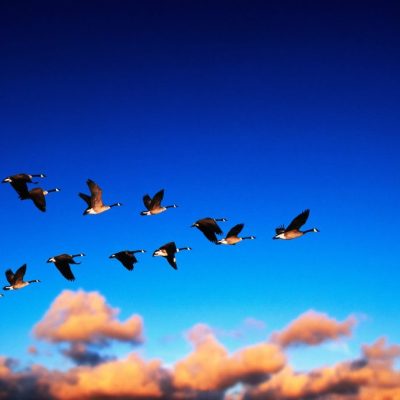 Geese-Flying-1024x686 (1)